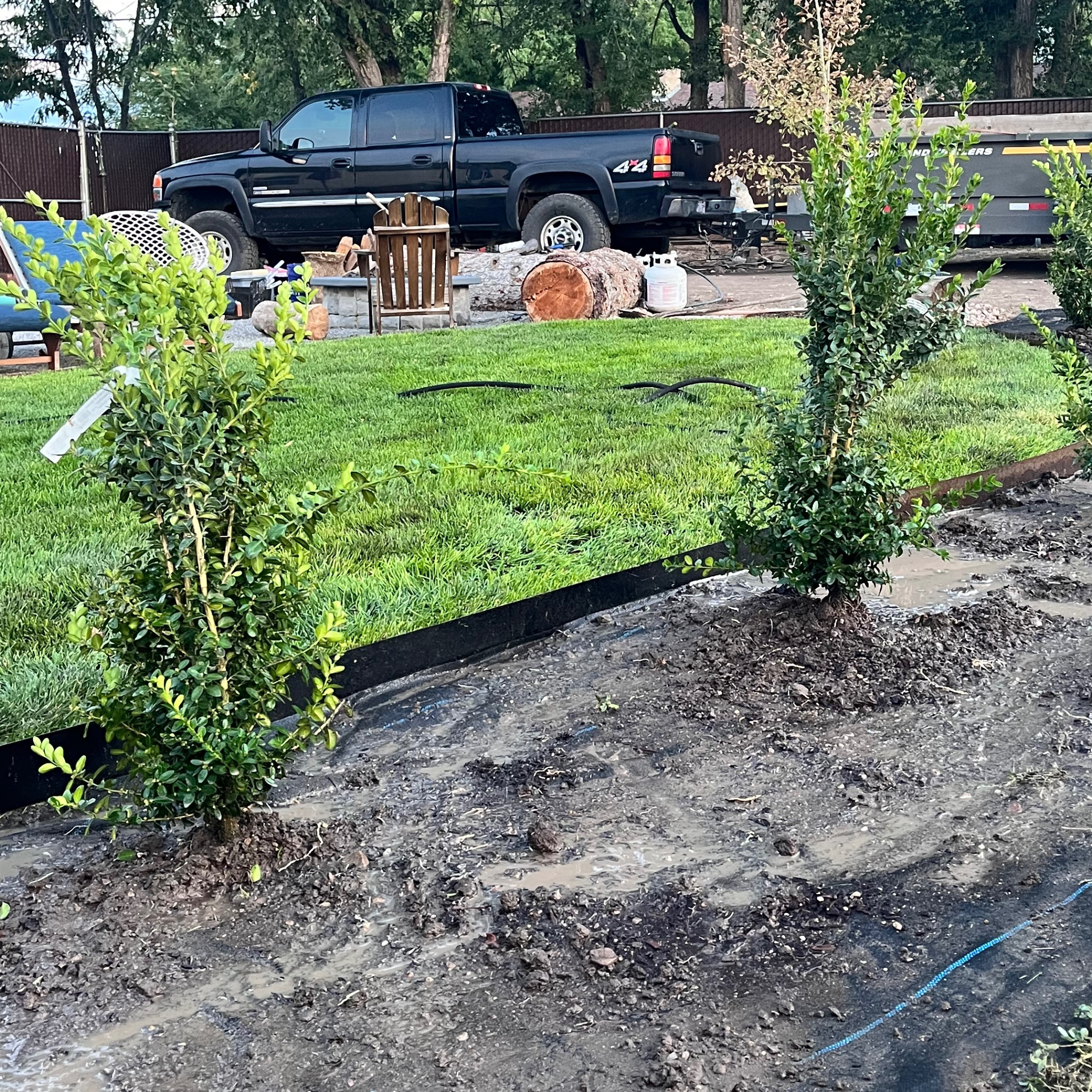 Spring planting in a backyard landscaping scene- Boxwood shrubs planted in the fresh dirt, along the grass, with metal edging. a black chevy truck in the background. 