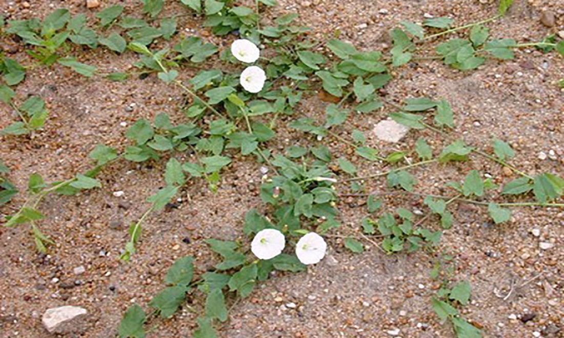 Morning Glory field bind, invasive, spreading weed on dirt with white flowers