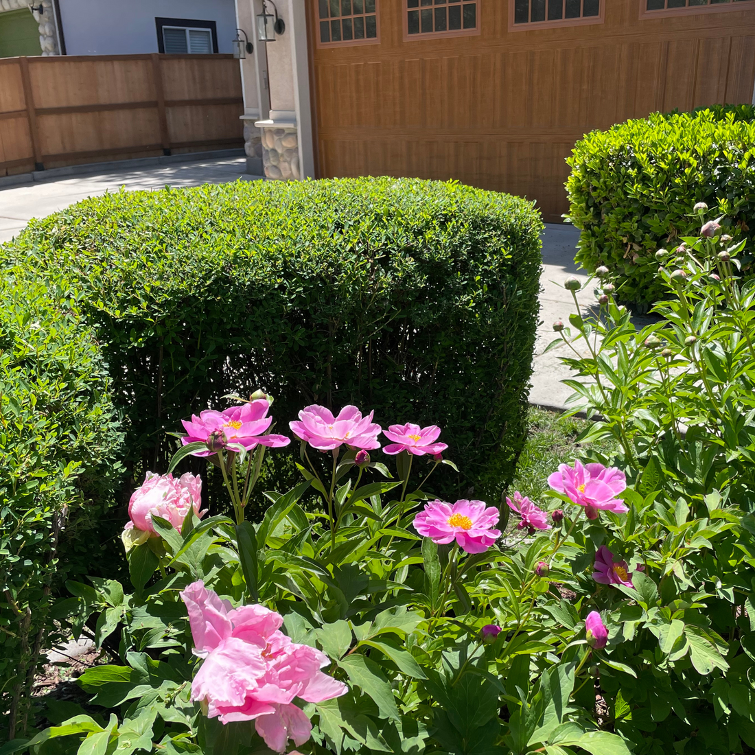 landscape garden after a spring clean up where the shrubs and bushes have a fresh look of pruning and hedging, and new growth of pink peonies.