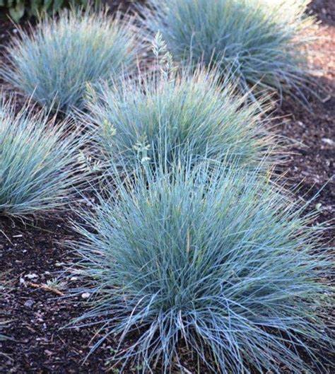 Utah Blue Fescue grasses. 5 small grasses, native to utah, thrives in full sun in Utah Summers, saves water and good for xeriscape and drought tolerant landscaping